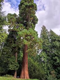 Image result for Mammutbaum