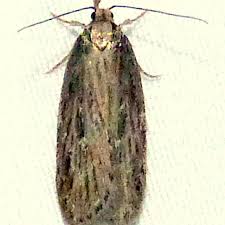 Attēlu rezultāti vaicājumam “Depressaria olerella imago”