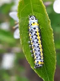 Attēlu rezultāti vaicājumam “Diloba caeruleocephala”