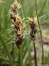 Attēlu rezultāti vaicājumam “Carex scandinavica”