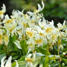 Attēlu rezultāti vaicājumam “Erythronium sibiricum flower”