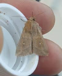 Attēlu rezultāti vaicājumam “Cabera pusaria female”