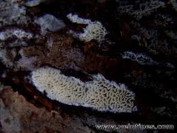 Attēlu rezultāti vaicājumam “Antrodia mellita”