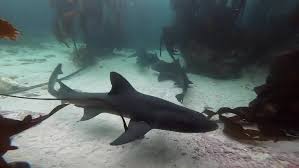 Image result for Triakis megalopterus