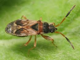 Attēlu rezultāti vaicājumam “Scolopostethus thomsoni”