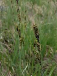 Attēlu rezultāti vaicājumam “Carex buxbaumii”