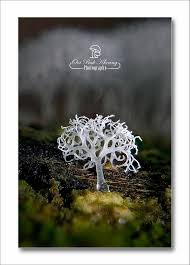 Attēlu rezultāti vaicājumam “Physarum diderma”