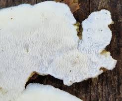 Attēlu rezultāti vaicājumam “Cinereomyces lindbladii”