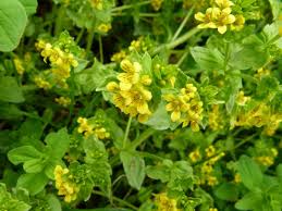 Attēlu rezultāti vaicājumam “Trichia alpina young”