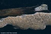 Attēlu rezultāti vaicājumam “Antrodia albida”