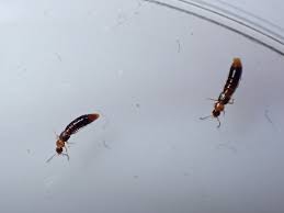 Attēlu rezultāti vaicājumam “Bolitophagus reticulatus imago”