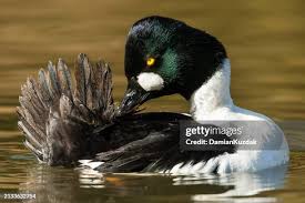 Attēlu rezultāti vaicājumam “Bucephala clangula”