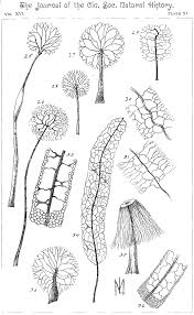Attēlu rezultāti vaicājumam “Badhamia lilacina spores”