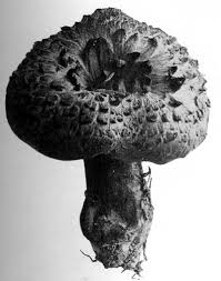 Attēlu rezultāti vaicājumam “Lentinus lepideus”