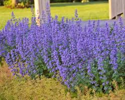 Attēlu rezultāti vaicājumam “Nepeta x faassenii flower”
