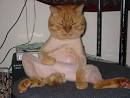 pussy