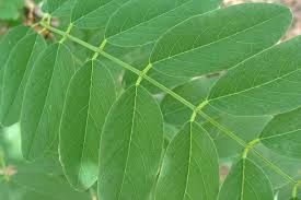 Attēlu rezultāti vaicājumam “Robinia pseudoacacia leaf”