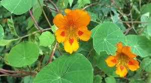 Image result for Tropaeolum minus