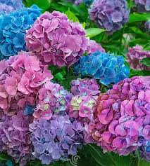 Attēlu rezultāti vaicājumam “Hydrangea arborescens flower”