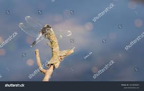 Attēlu rezultāti vaicājumam “Leucorrhinia albifrons”