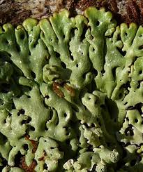 Attēlu rezultāti vaicājumam “Menegazzia terebrata”