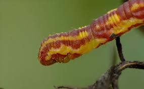 Attēlu rezultāti vaicājumam “Eupithecia centaureata”