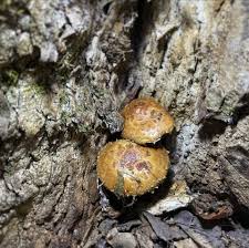 Attēlu rezultāti vaicājumam “Stropharia albocrenulata”