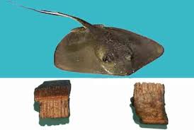 Image result for Myliobatis freminvillei