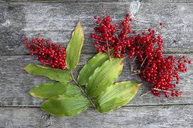 Attēlu rezultāti vaicājumam “Maianthemum bifolium fruit”