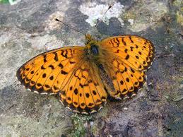 Attēlu rezultāti vaicājumam “Brenthis ino upperside”