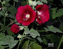 Attēlu rezultāti vaicājumam “Malvaceae”