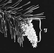 Attēlu rezultāti vaicājumam “Pinus sylvestris male flower”