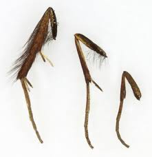 Attēlu rezultāti vaicājumam “Cauchas rufimitrella”