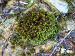 Attēlu rezultāti vaicājumam “Scorpidium scorpioides”