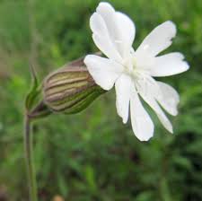 Attēlu rezultāti vaicājumam “Silene latifolia subsp. alba flower”