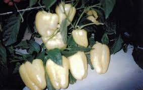 Afbeeldingsresultaat voor hungarian sweet white sweet pepper