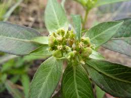Attēlu rezultāti vaicājumam “Euphorbiaceae”