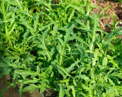 Attēlu rezultāti vaicājumam “Diplotaxis tenuifolia leaf”