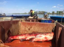 Image result for Hypophthalmichthys nobilis