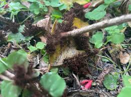 Attēlu rezultāti vaicājumam “Stemonitis flavogenita stalked”