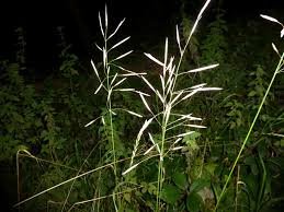 Attēlu rezultāti vaicājumam “Bromopsis inermis fruit”