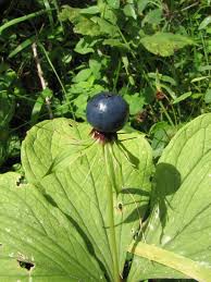 Attēlu rezultāti vaicājumam “Paris quadrifolia fruit”