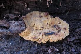 Attēlu rezultāti vaicājumam “Rigidoporus crocatus”