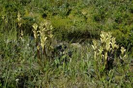 Attēlu rezultāti vaicājumam “Pedicularis sceptrum-carolinum leaf”