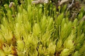 Attēlu rezultāti vaicājumam “Aulacomnium androgynum sporophyte”