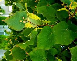 Attēlu rezultāti vaicājumam “Tilia cordata leaf”
