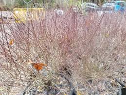 Attēlu rezultāti vaicājumam “Salix purpurea”