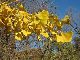 Attēlu rezultāti vaicājumam “Ginkgo biloba male flower”