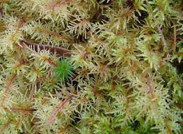 Attēlu rezultāti vaicājumam “Pleurozium schreberi”