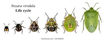 Attēlu rezultāti vaicājumam “Heteroptera”